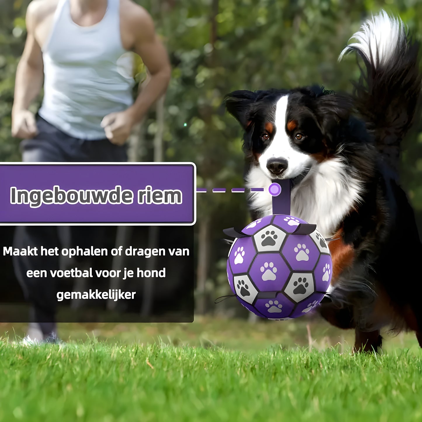 Kwispelkogel By Pawn Tect