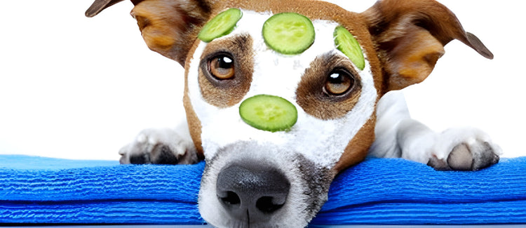 Verzorging huisdieren